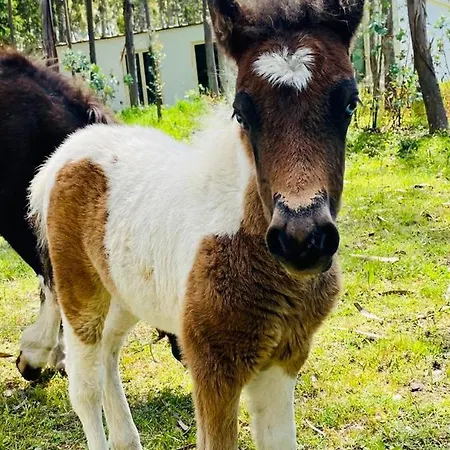 Bumgalow 5x Патаяш