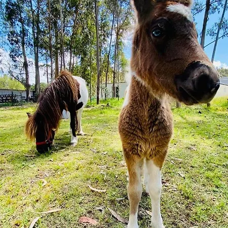 Kompleks wypoczynkowy Bumgalow 5x *