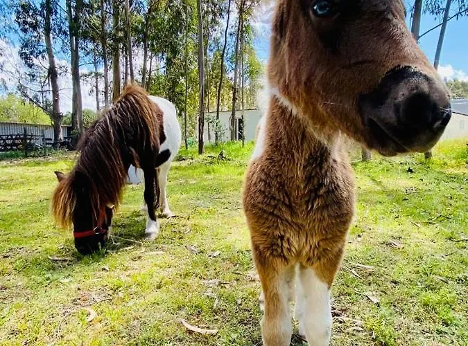 Aldeamento Turístico Bumgalow 5x *